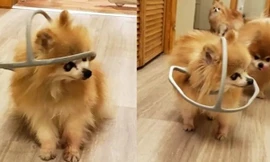 Chú chó được chủ làm cho chiếc “mũ bảo hiểm” kỳ lạ, nhưng ai cũng xúc động khi biết lý do