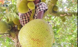 Bị ngã từ cây mít và dương tính với SARS-CoV-2