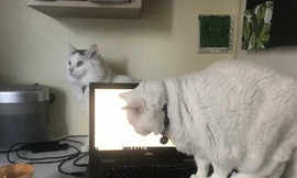 Thú cưng không cho chủ học online