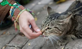 Chia tay vì vợ quá yêu mèo