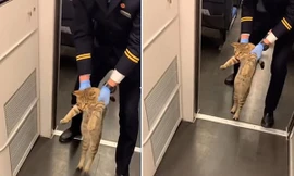 Bị phát hiện đi tàu trốn vé, em mèo bị “mời” ra ngoài, buồn cười nhất là phản ứng của mèo