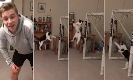 Chú mèo bắt gôn