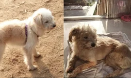 Bị chủ bỏ quên ở cách nhà 60km, chú chó tìm đường suốt gần một tháng để quay về với chủ