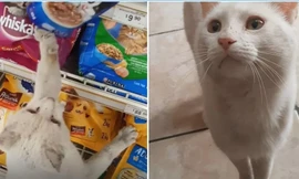 Chú mèo hoang thông minh