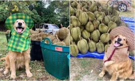 “Chủ” sạp trái cây dễ thương nhất thế giới: Đi mua sầu riêng, được khuyến mãi nụ cười duyên!