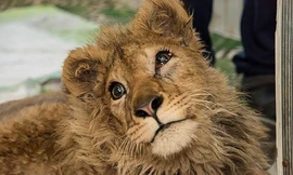 Sư tử con bị bẻ gãy chân để không thể chạy trốn