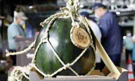 Dưa hấu Nhật hạ giá