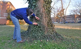 Kiểm tra cây cối