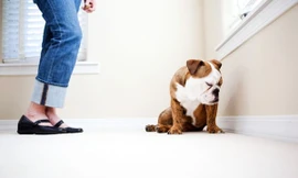 Chỉ vì buông lời “xúc phạm” làm “tổn thương” chú chó, thanh niên này bị cấm nuôi thú cưng