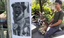 Chú chó đi lạc có cách cực thông minh để chủ tìm thấy mình, chủ cũng không tưởng tượng ra