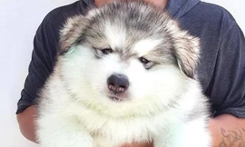 Malamute - gã khổng lồ mặt ngố và hiền khô