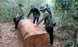 Khu vực phát hiện bãi gỗ lậu; Văn bản của công an Gia Lai 