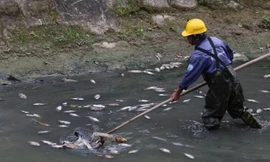 Sáng 27/2, nhân viên Công ty Công ty Thoát nước và Xử lý nước thải TP Đà Nẵng vớt vài chục kg cá chết.