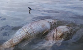 Cá chết bất thường nổi trên sông Bàn Thạch