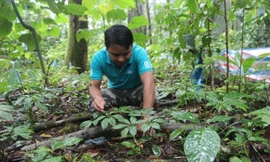 Sâm Ngọc Linh của người dân huyện Nam Trà My trồng 