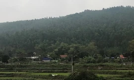 Rừng phòng hộ núi Ngang có bị xoá sổ bởi nghĩa trang? 