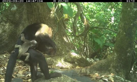 Trào lưu bắt cóc kỳ lạ và nguy hiểm của loài khỉ