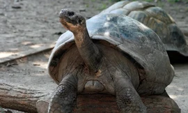Kỳ lạ rùa biển khổng lồ làm mẹ ở tuổi 100