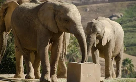 Đàn voi tạo 'thành lũy' bảo vệ voi con trước cơn động đất 