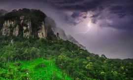 Kỳ lạ loài cây hóa giải sét, càng đánh trúng càng sống khỏe