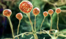 Cảnh báo về loại nấm đen cực độc, có thể gây chết người