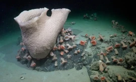 Thế giới ngầm tuyệt đẹp bên dưới tảng băng trôi Nam Cực