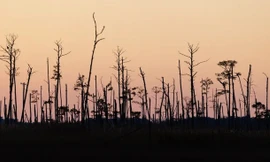 Rừng ma đang phát triển khi mực nước biển dâng