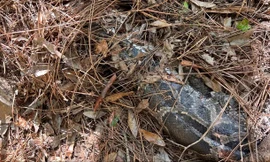 Chuyện lạ: Mèo rừng Florida cắn đứt đầu con trăn dài 4 mét