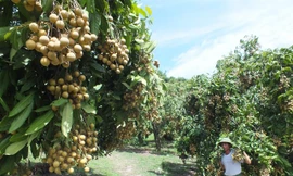 Trái cây được mùa, giá cao ngất ngưởng giữa chính vụ