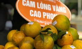 Cam Cao Phong chính vụ nhưng giá rẻ được bày bán tại nhiều siêu thị ở Hà Nội