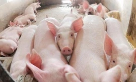 Giá thịt lợn tăng liên tục trong suốt 1 tuần qua