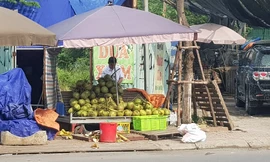 Lán bán dừa xiêm gần chợ Nam Trung Yên (Cầu Giấy) lãi tiền triệu mỗi ngày. Ảnh: N.M