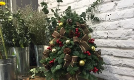 Cây xứ lạnh tiền triệu hút khách trước Noel