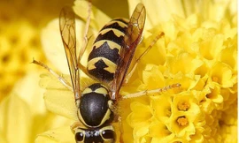 Loài ong bắp cày đốt Hasse tới chết ( Ảnh Ibtimes)