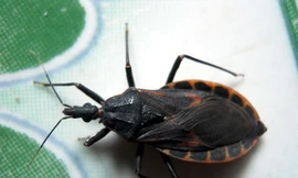 Liên tục bắt được bọ xít hút máu người