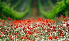 Đẹp hút hồn những cánh đồng hoa