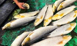 Cá bè nuôi trên sông Đồng Nai chết hàng loạt