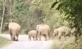 Đàn voi rừng xuất hiện gần khu dân cư: 1 voi con rơi xuống giếng chết