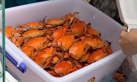 Điểm bán cua hấp trên vỉa hè TPHCM có gì đặc biệt mà khách chen kín mỗi chiều?