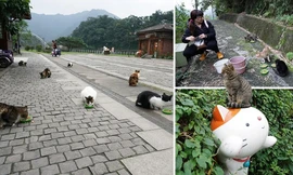 NHỊP SỐNG 24: Đổ xô đến ngôi làng có số lượng mèo nhiều hơn người 