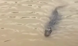 Phát hiện cá sấu nổi dưới kênh Rạch Tràm, Tiền Giang