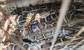 Hai người dân ở TP Thủ Đức nuôi ba con trăn đất lớn