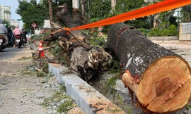 Thi công vỉa hè 'bức tử' cây xanh, TPHCM truy trách nhiệm từng đơn vị thi công