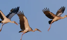 Loài chim quý tưởng chừng biến mất bất ngờ xuất hiện hàng trăm con ở Quảng Bình