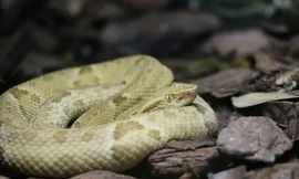 'Xâm nhập' đảo Rắn đáng sợ