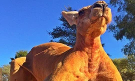 Roger với những cơ bắp cuồn cuộn. Ảnh: Facebook