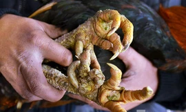 Gà chín cựa là giống gà đặc trưng được nuôi tự nhiên trên vùng núi Tân Sơn, Phú Thọ.
