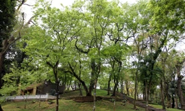 Vườn Bách Thảo được thành lập năm 1890 với hơn 200 loài cây. Trong đó đặc biệt hơn cả là 40 cây sưa đỏ trên 100 tuổi được trồng trên một gò đất nhân tạo, gọi là núi Nùng hay núi Sưa. 