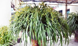 Chậu địa lan Sapa có giá lên tới 120 triệu đồng.