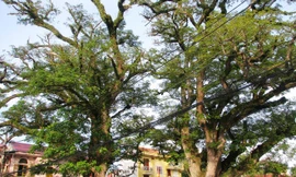 Hai cây lim giếng Rừng nằm dưới chân núi Tiên Sơn, phường Quảng Yên (thị xã Quảng Yên, Quảng Ninh) được nhà chức trách xác định khoảng 700 tuổi. Hai cây cổ thụ cùng các địa danh như: Bến Rừng, chợ Rừng... là những dấu tích của khu rừng cổ mà quân và dân n